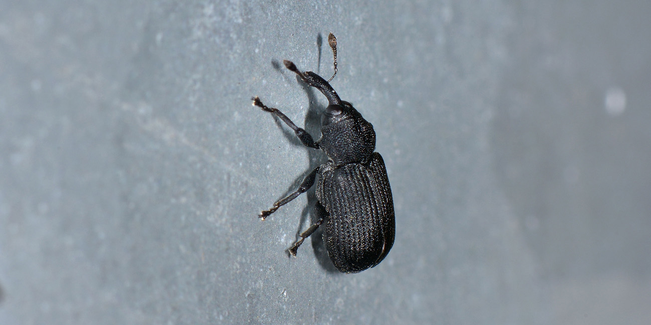 Curculionidae: Magdalis sp?  S, Magdalis cerasi